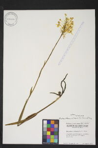 Platanthera ciliaris image