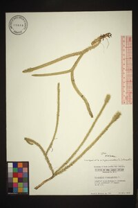 Lycopodiella alopecuroides image