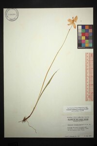 Calopogon tuberosus var. tuberosus image