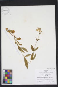 Penstemon canescens image