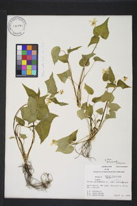 Viola canadensis var. canadensis image