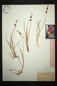 Carex saxatilis image