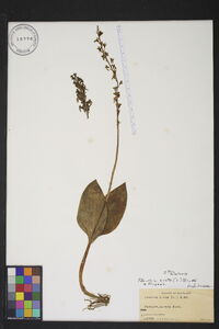 Listera ovata image