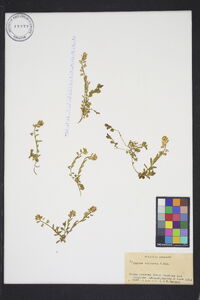 Polygala calcarea image