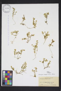 Polygala serpyllifolia image