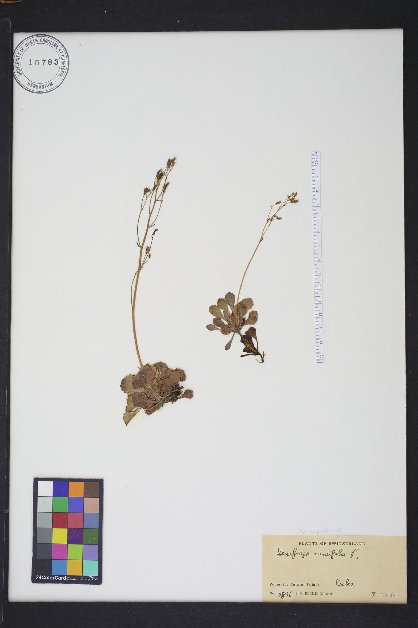 Saxifraga cuneifolia image