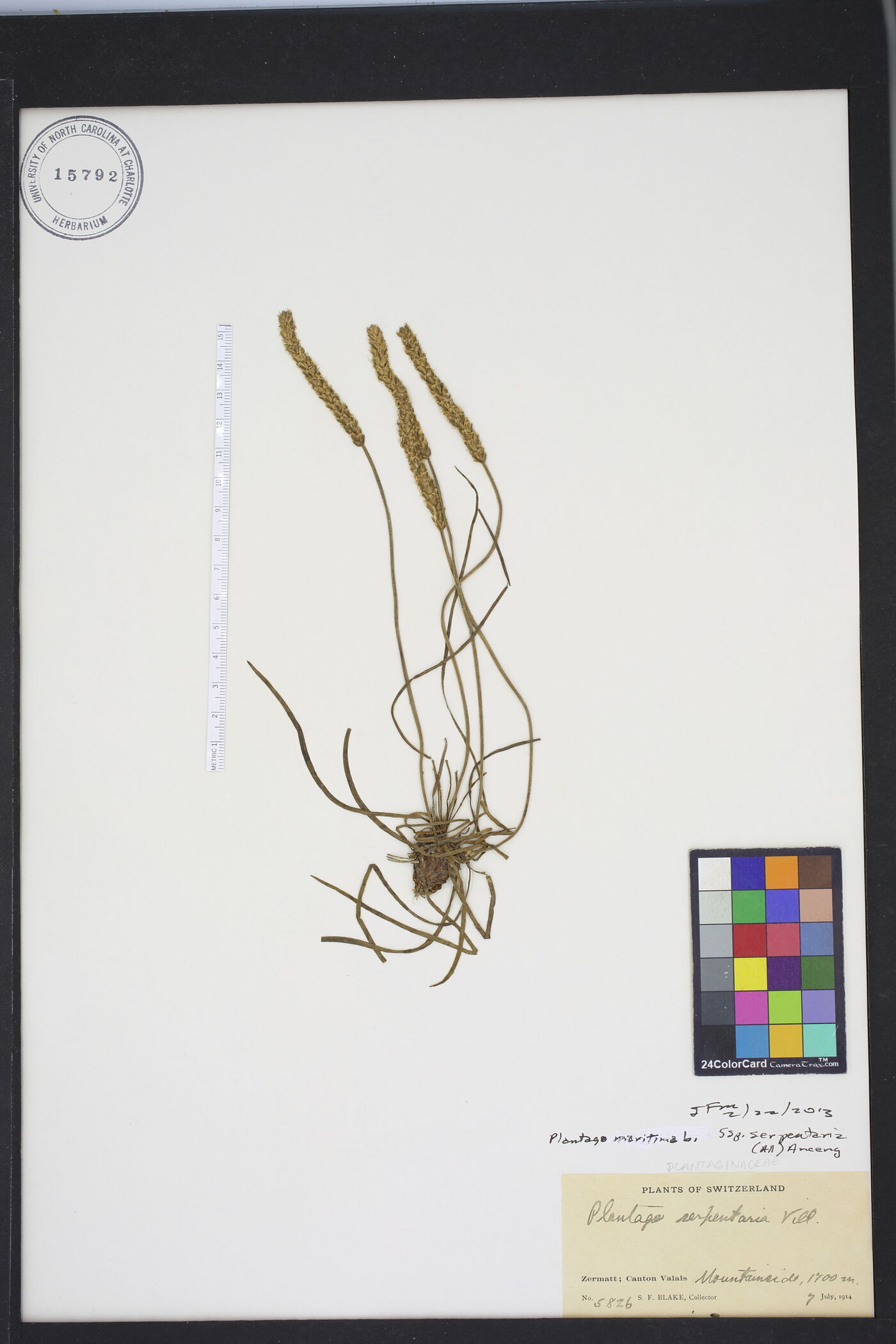 Plantago maritima subsp. serpentina image