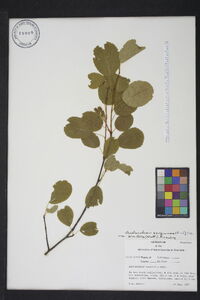 Amelanchier alnifolia subsp. alnifolia image