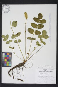 Sanguisorba stipulata image