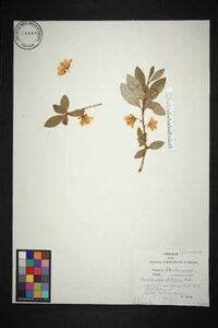 Rhododendron albiflorum image