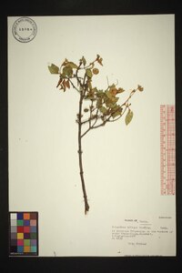 Podanthus mitiqui image