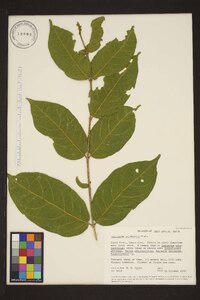 Combretum schumannii image