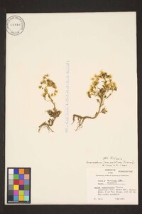 Sedum lanceolatum subsp. lanceolatum image