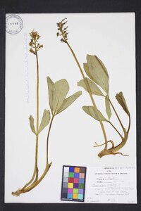 Menyanthes trifoliata image