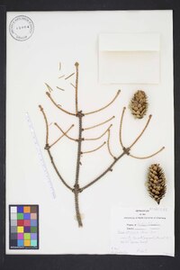 Picea sitchensis image