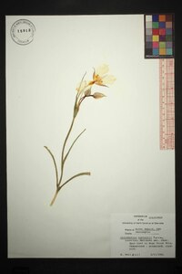 Calochortus nuttallii image