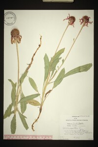 Echinacea angustifolia image