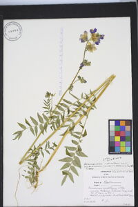 Polemonium acutiflorum image