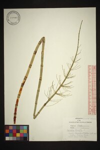 Equisetum fluviatile image