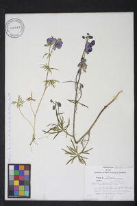 Aconitum delphiniifolium image