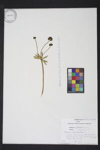 Anemone narcissiflora image