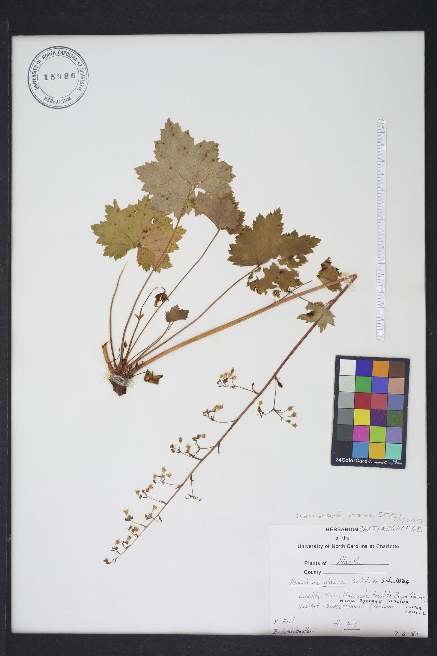 Heuchera glabra image