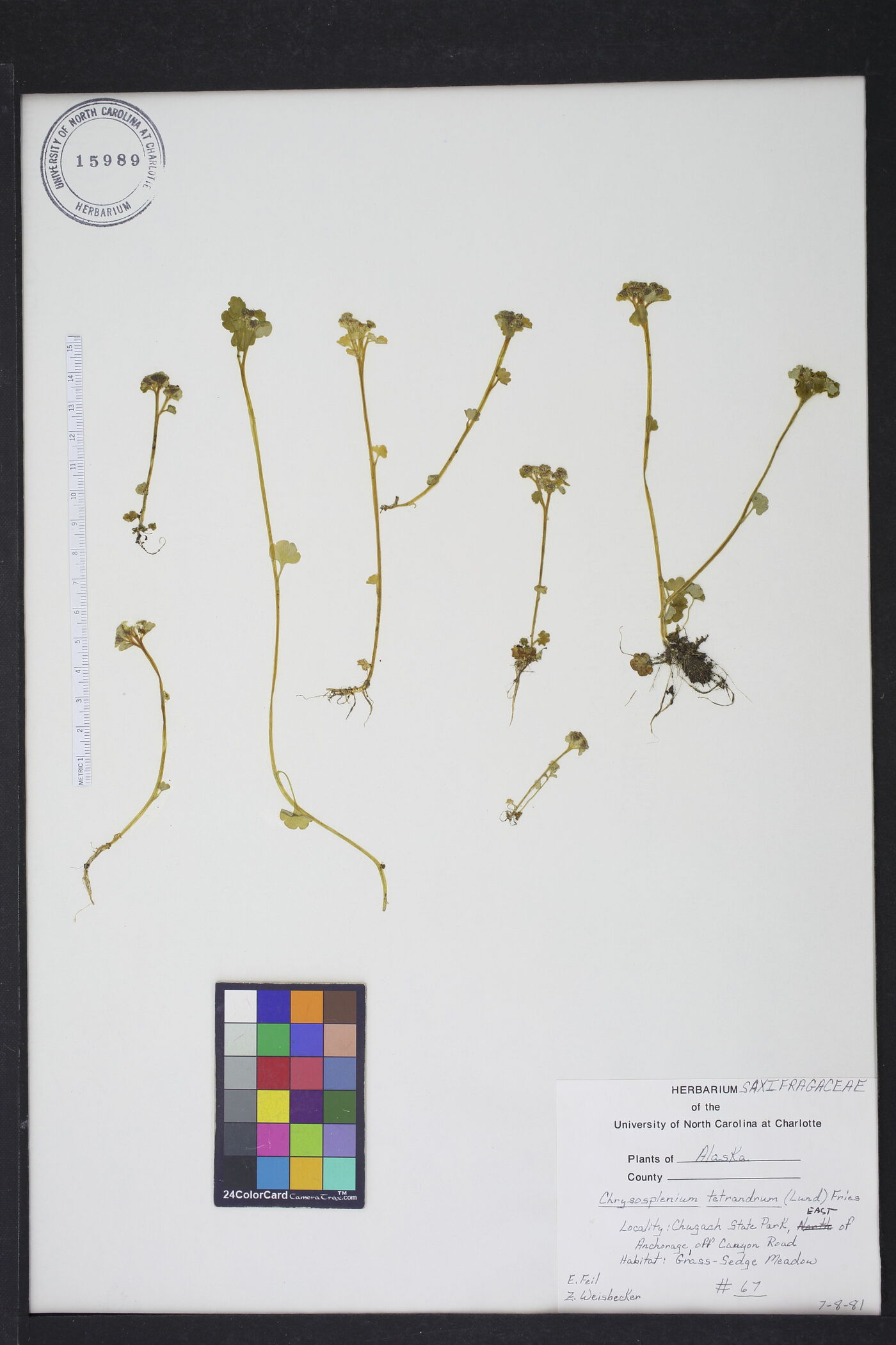 Chrysosplenium tetrandrum image