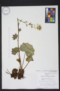 Boykinia richardsonii image