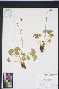 Parnassia fimbriata image