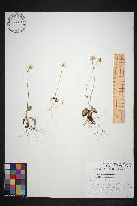 Parnassia palustris image