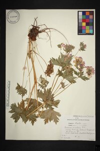 Geranium erianthum image