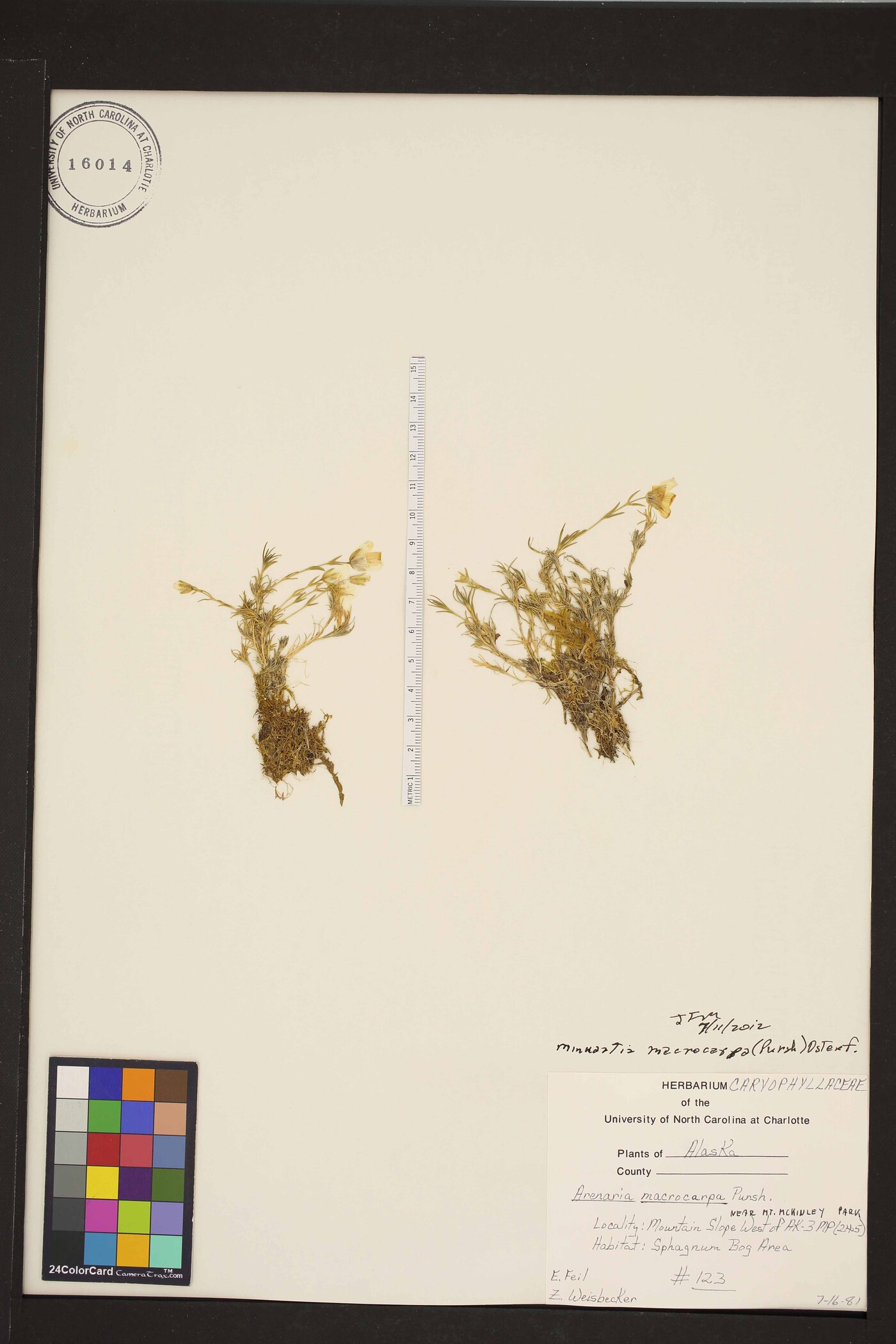 Pseudocherleria macrocarpa image