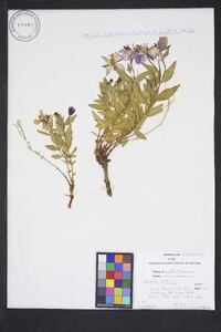 Chamerion latifolium image