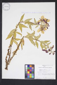 Chamerion latifolium image