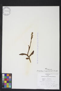 Platanthera hyperborea image