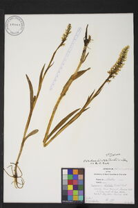 Platanthera dilatata image