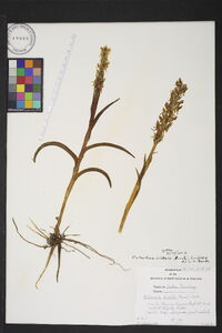 Platanthera dilatata image