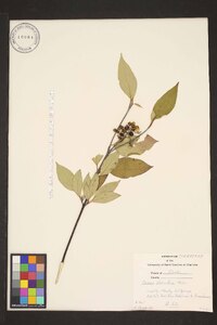 Cornus sericea subsp. sericea image