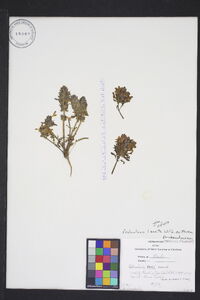 Pedicularis lanata image