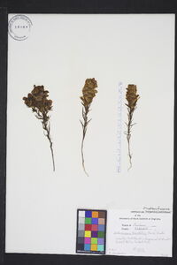 Orthocarpus tenuifolius image