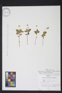 Trientalis europaea image