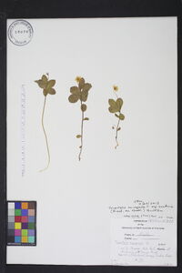 Trientalis europaea image