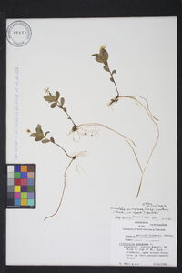 Trientalis europaea image