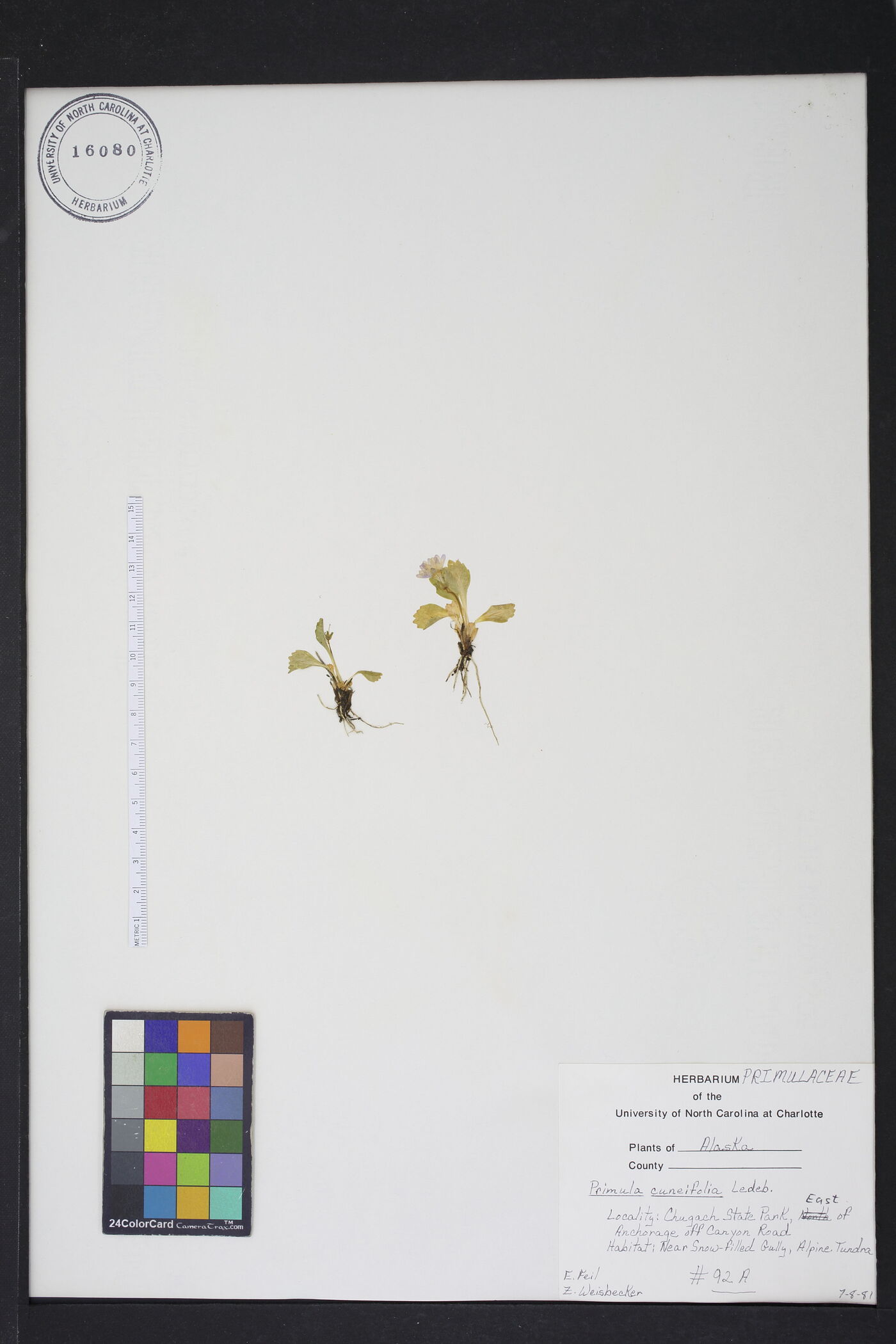 Primula cuneifolia image