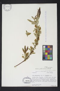 Salix pedicellaris image