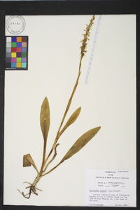 Spiranthes cernua image