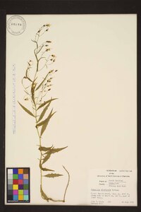 Campanula divaricata image