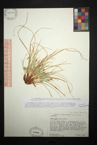 Carex tonsa image