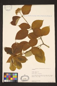 Cornus rugosa image