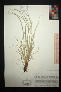 Carex jamesii image